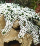 Steenaster snowflurry (1 plant)